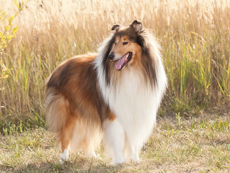 Collie