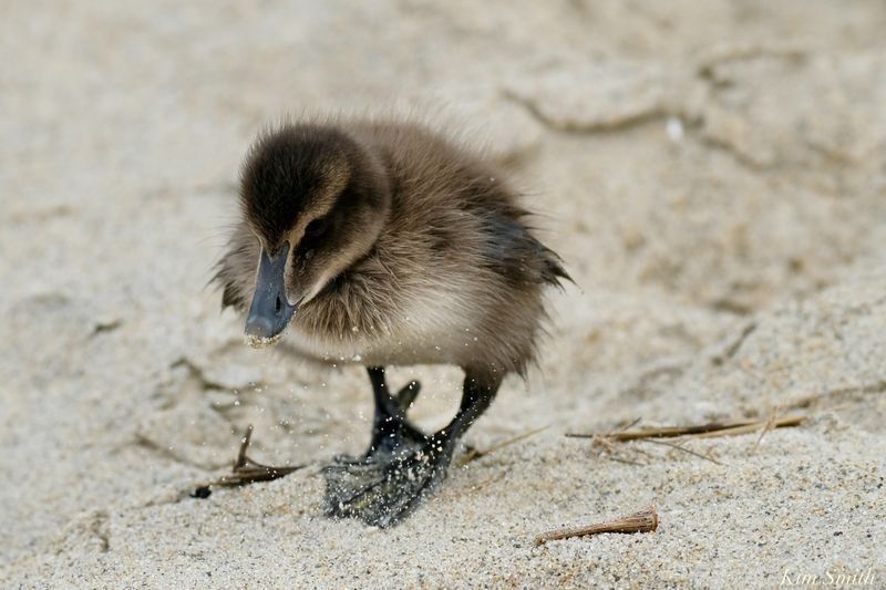 Common Eider Duckling