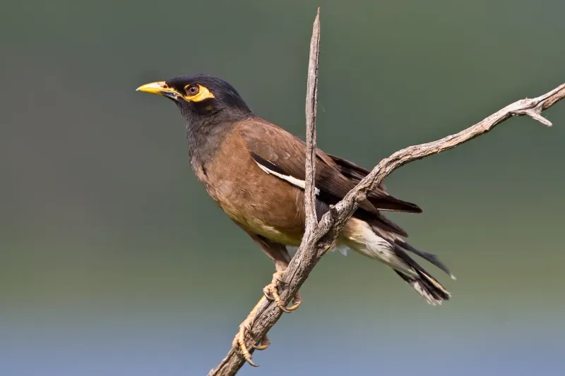 Common Myna
