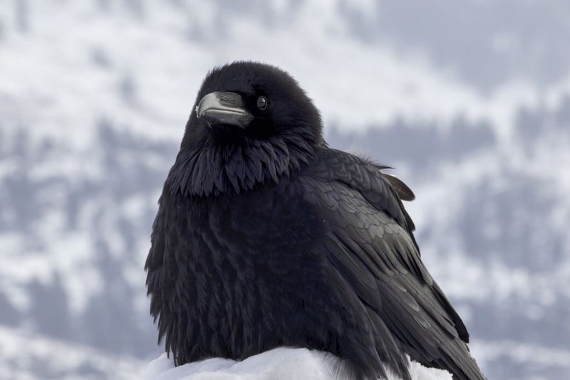 Common Raven