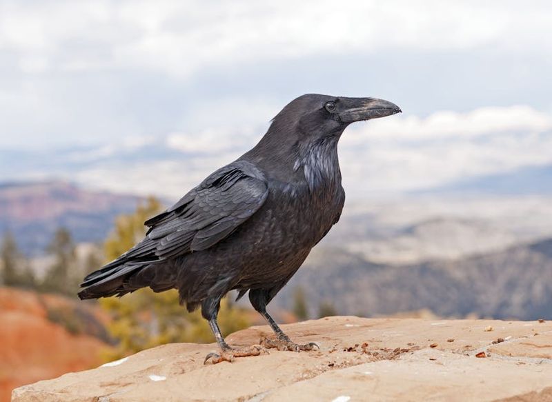 Common Raven
