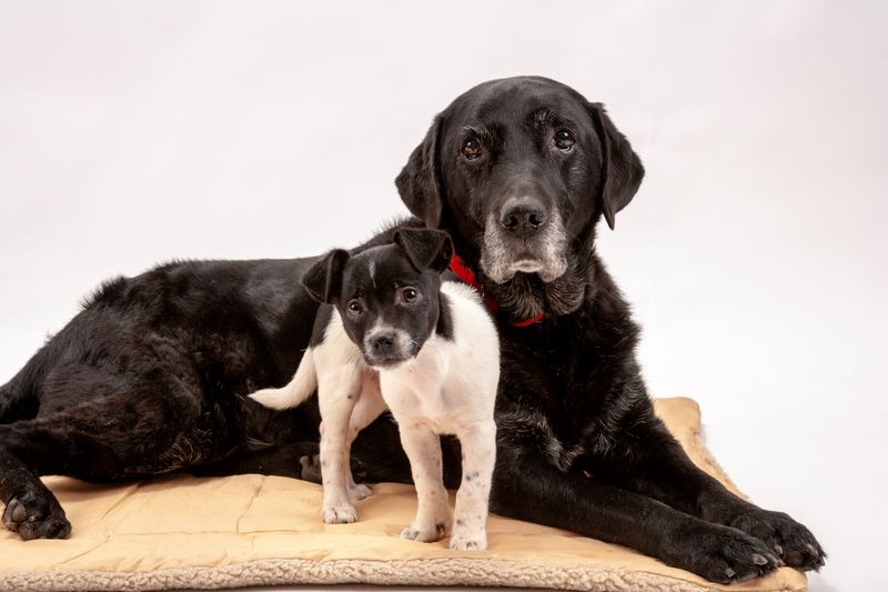 Companionship for the First Dog