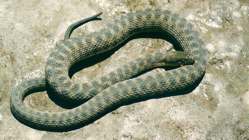 Concho Water Snake