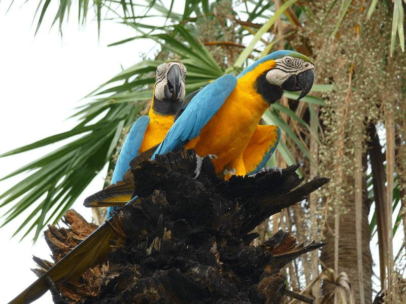 Conservation Challenges