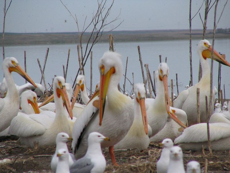 Conservation Efforts