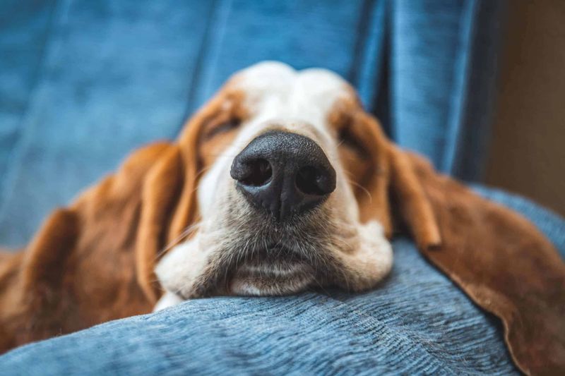 Contentment in Rest
