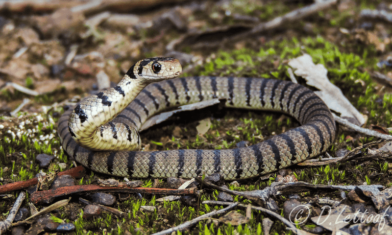 Contributing to Nutrient Cycling