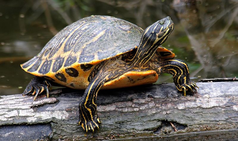 Cooter Turtle