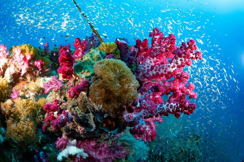 Coral Reefs: Underwater Cities