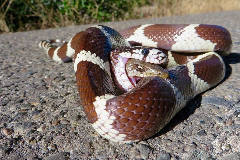 Coral Snake