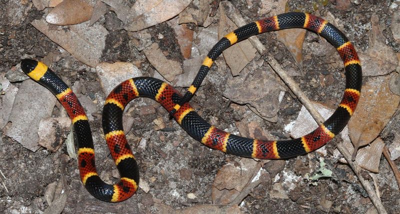 Coral Snake's Colorful Warning