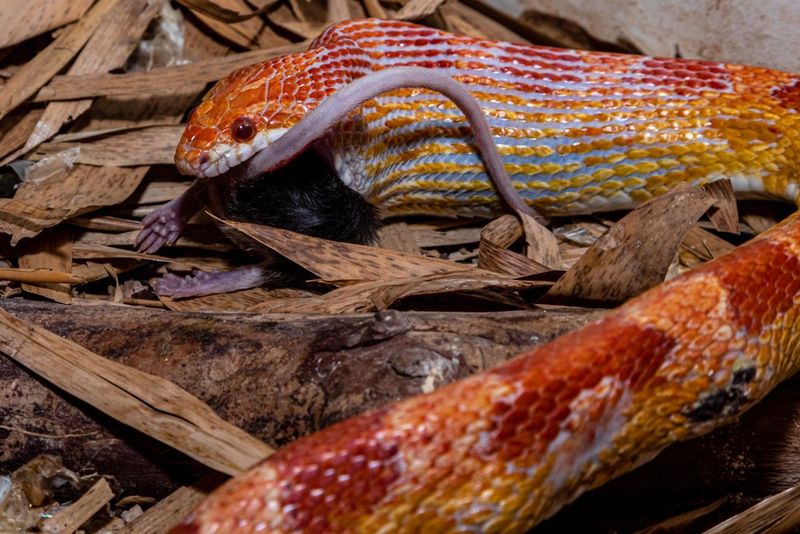 Corn Snake