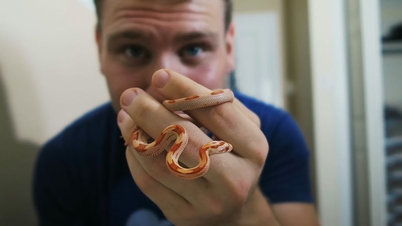 Corn Snake