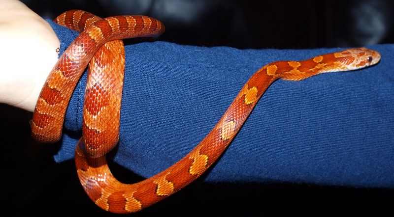 Corn Snake