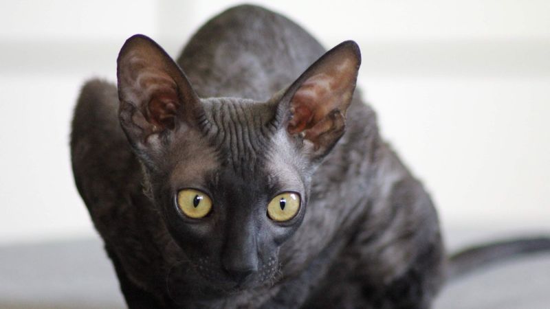Cornish Rex