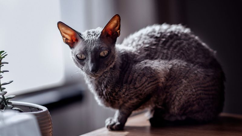 Cornish Rex