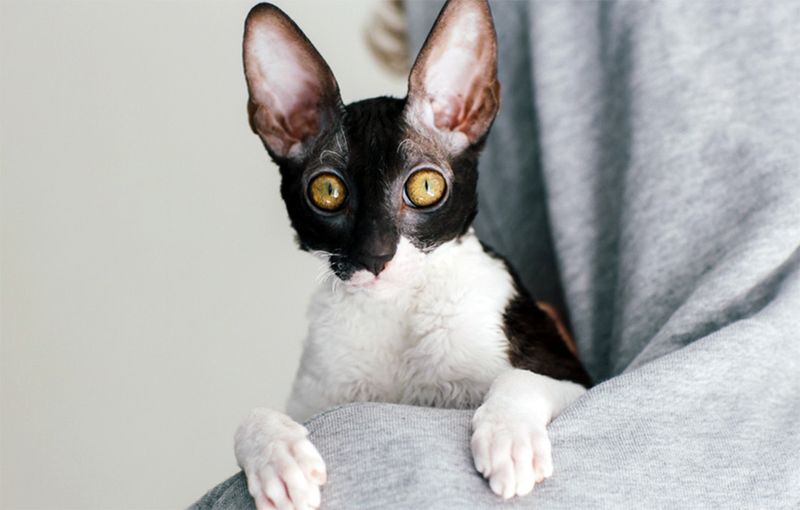 Cornish Rex