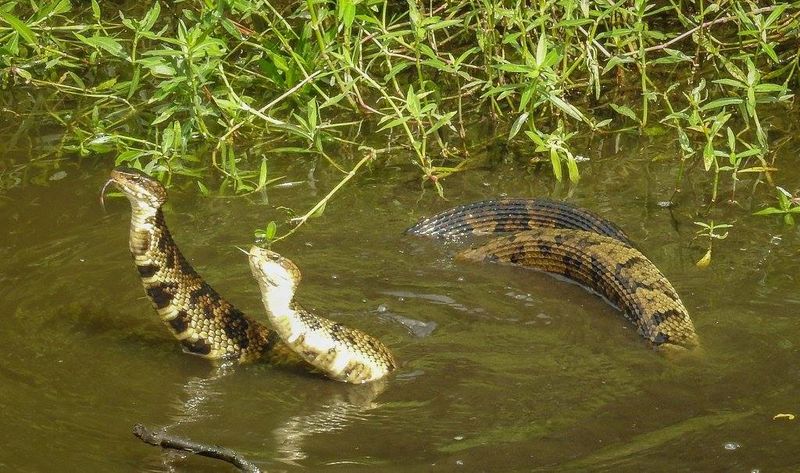 Cottonmouth