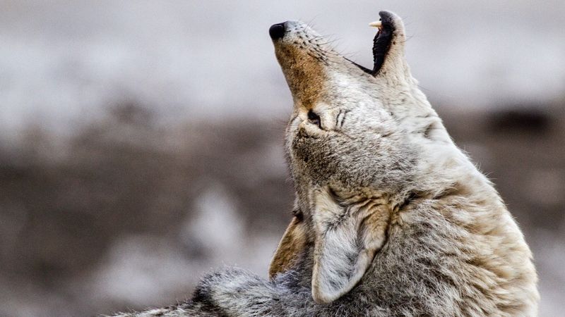 Coyote