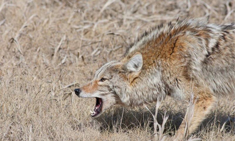 Coyote