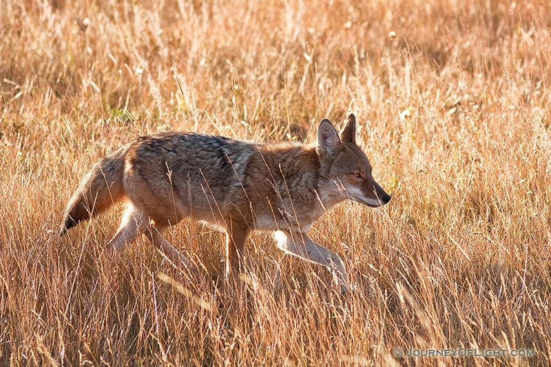 Coyote at Moraine Park