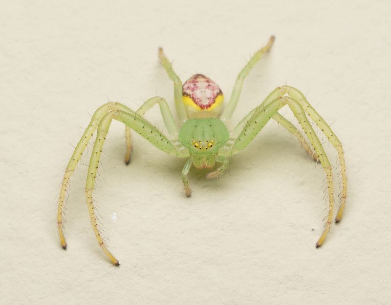 Crab Spider