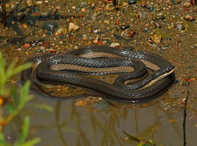 Crayfish Snake