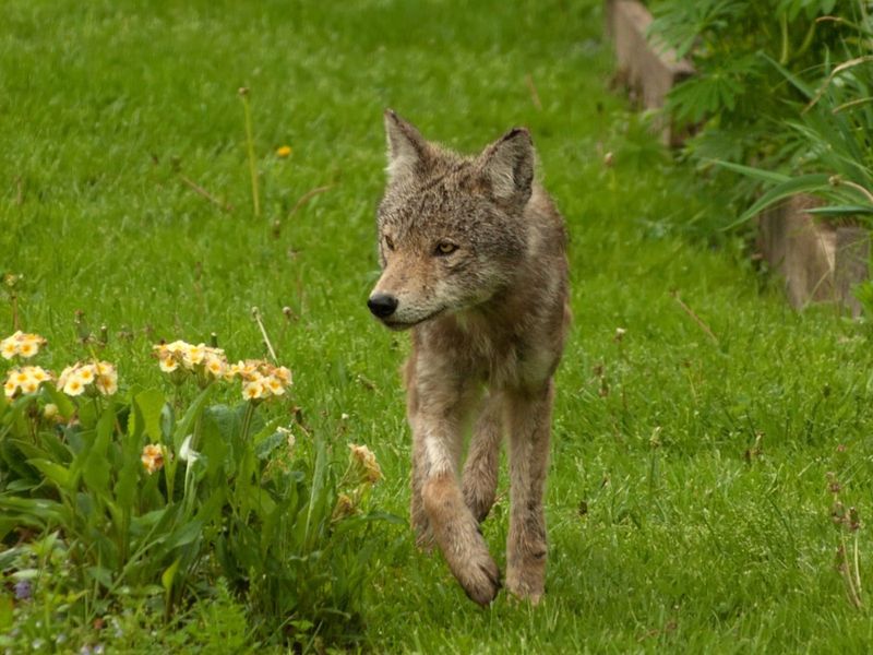 Create a Pet-Friendly Garden