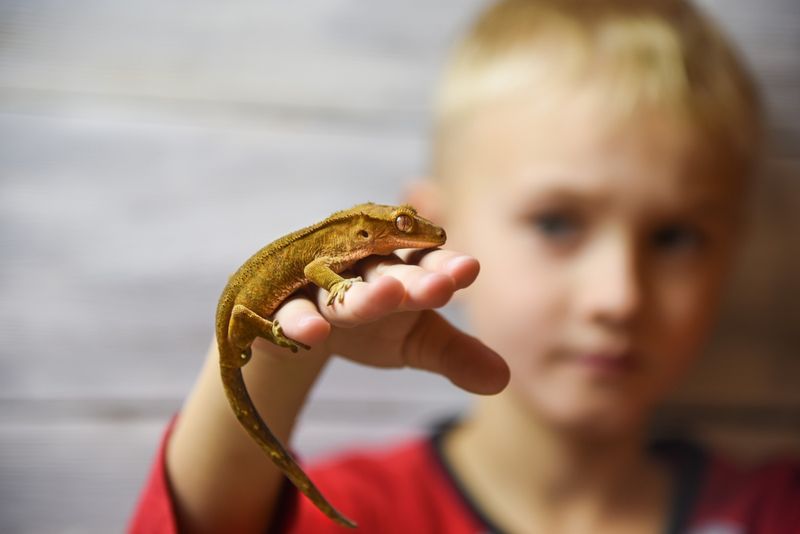 Crested Gecko