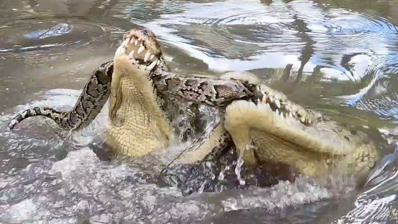 Crocodile