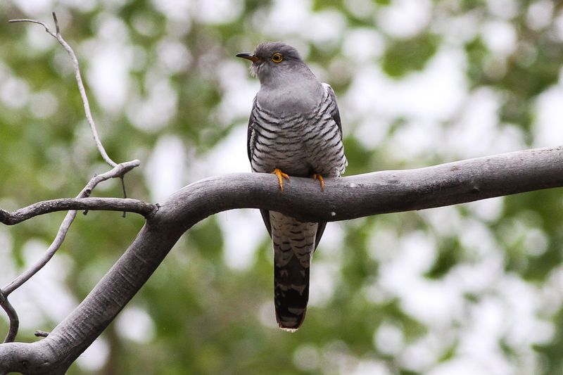 Cuckoos and Their Deceptive Calls
