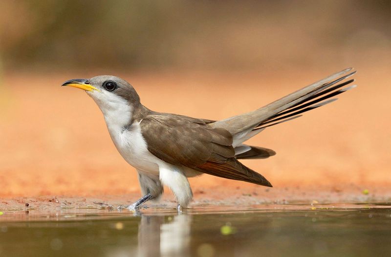 Cuckoos