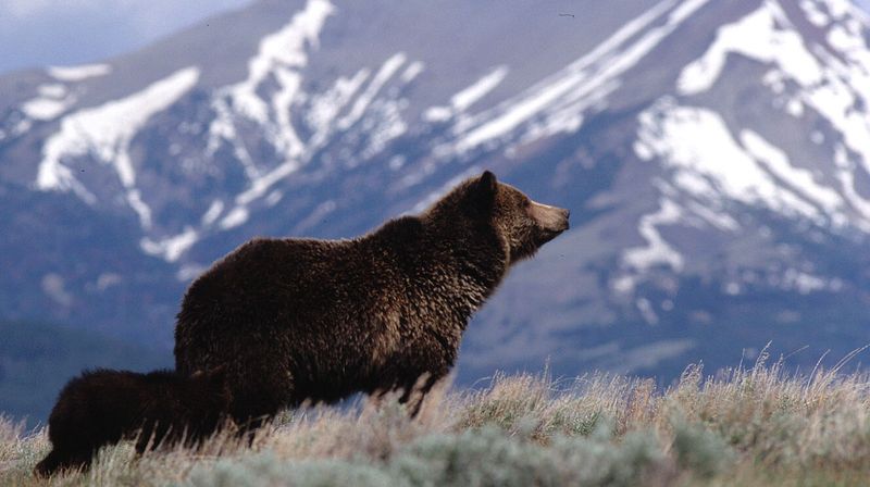Cultural Significance of Bears