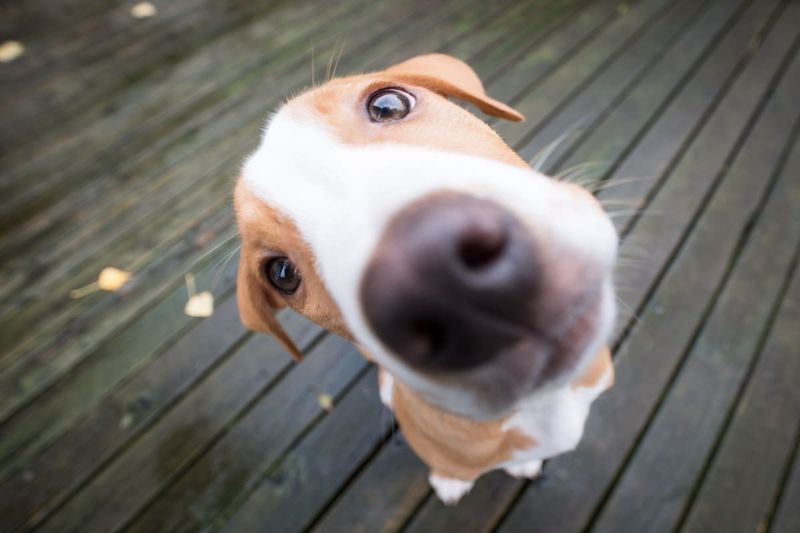 Curiosity Unleashed