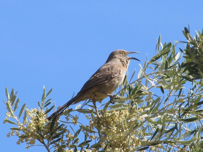 Curve-billed Thrasher