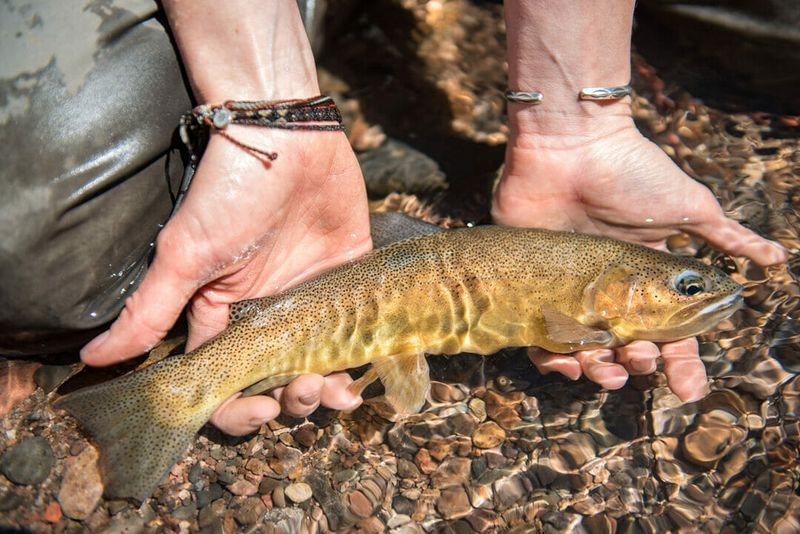 Cutthroat Trout