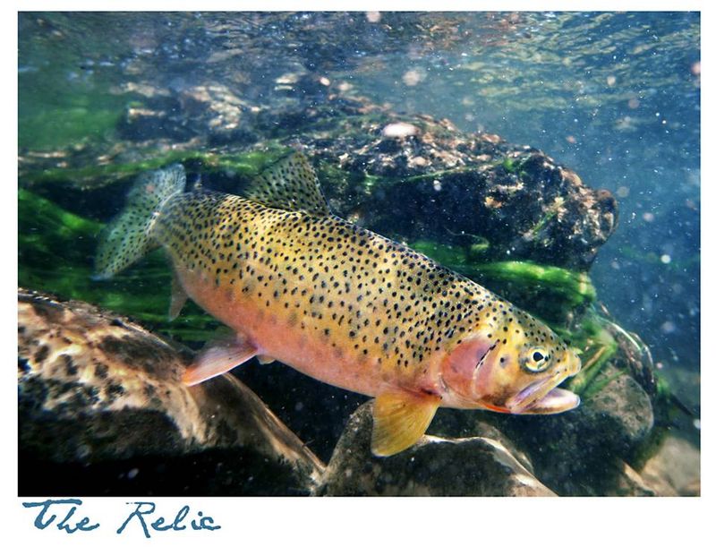 Cutthroat Trout