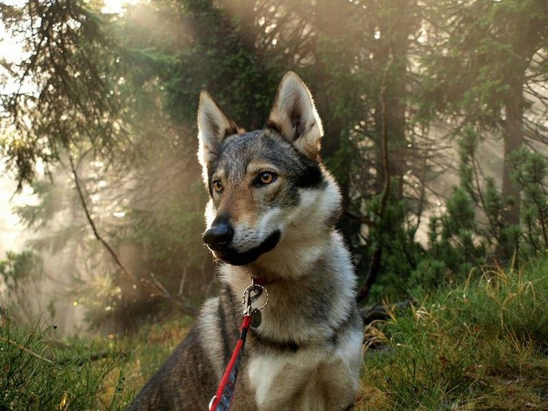 Czechoslovakian Vlcak