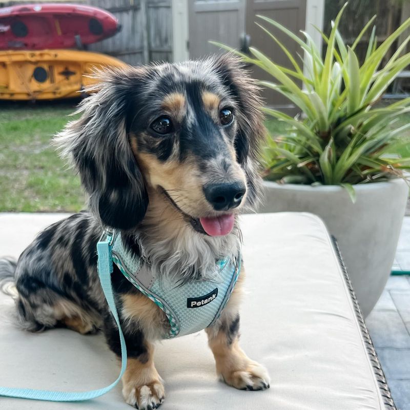 Dachshund