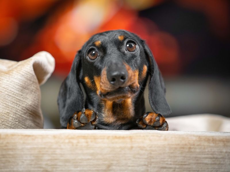 Dachshund