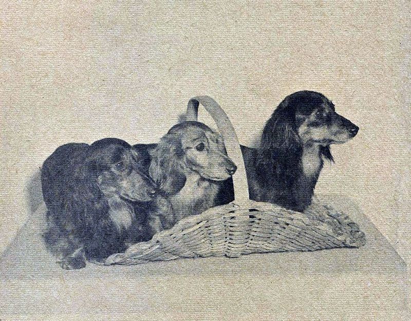 Dachshund