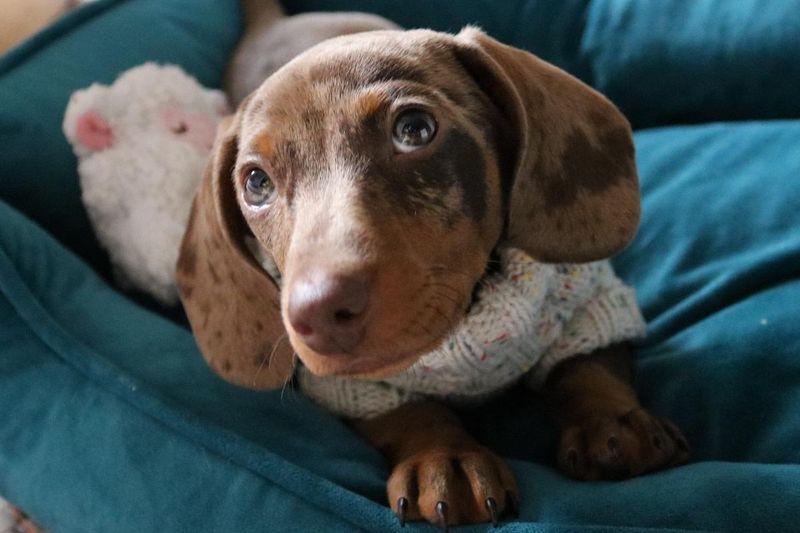 Dachshund
