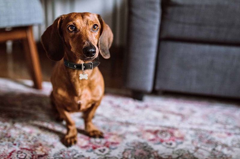 Dachshund