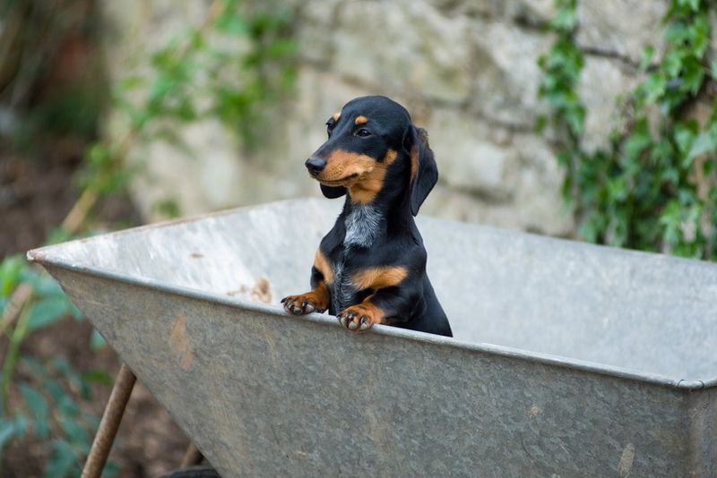 Dachshund