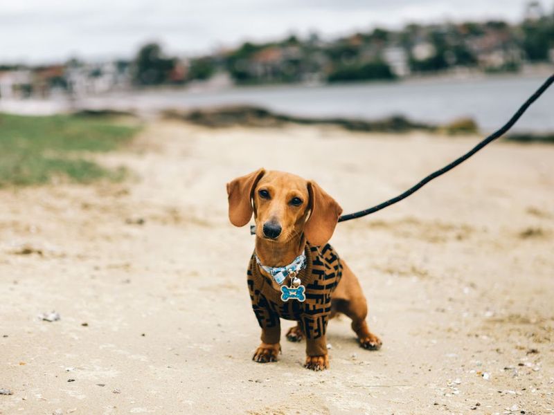 Dachshund