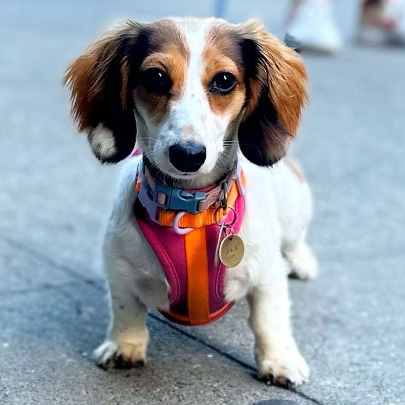 Dachshund