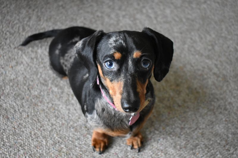 Dachshund