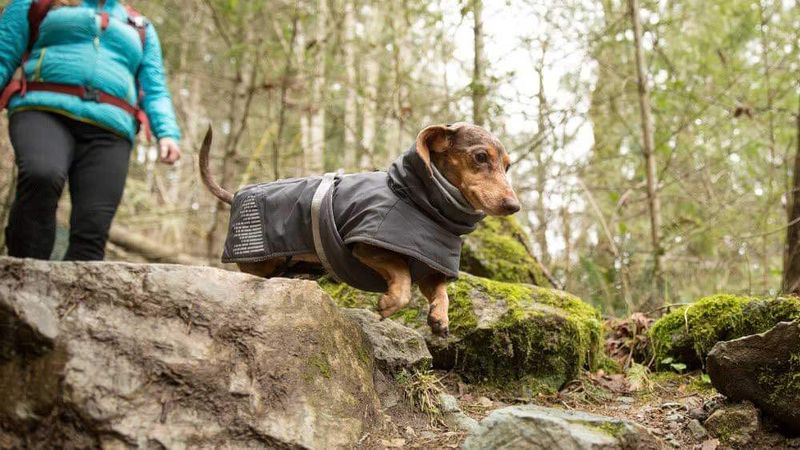 Dachshund