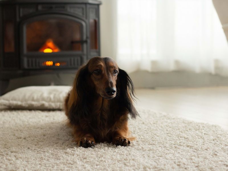 Dachshund