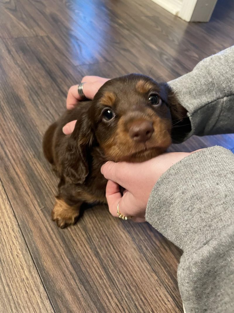 Dachshund